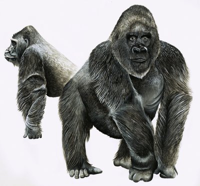 Gorillák alkotó: English School