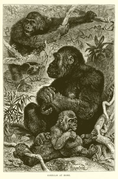 Gorillák otthon alkotó: English School