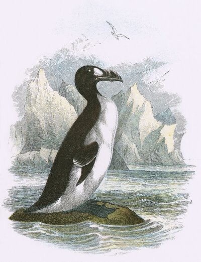 Nagy Auk alkotó: English School