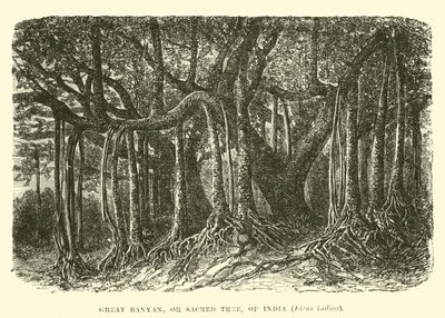 Nagy Banyan, vagy szent fa, India, Ficus indica alkotó: English School