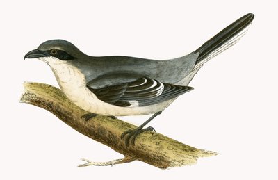 Great Grey Shrike, illusztrációja Charles Robert Bree (1811-86) „Európa madarainak története, amelyeket nem figyeltek meg a Brit-szigeteken” című művéből, 1867. alkotó: English School