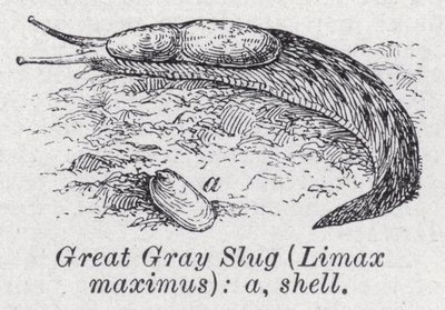 Nagy szürke meztelen csiga, Limax maximus (litho) alkotó: English School