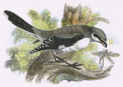Nagy szürke Shrike alkotó: English School