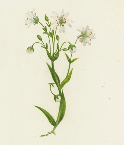 Nagy boglárka, Stellaria Holostea (színes litho) alkotó: English School
