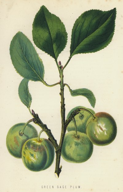 Green Gage Plum alkotó: English School