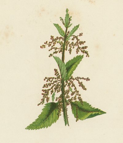 Zöld csalán, Urtica Dioica (színes litográfia) alkotó: English School