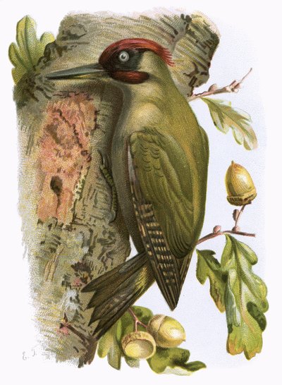 Zöld harkály alkotó: English School