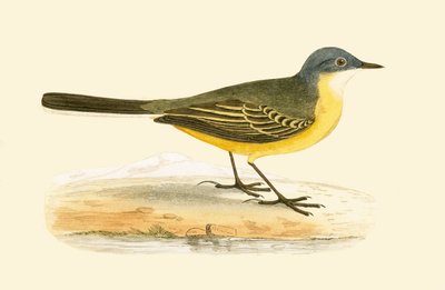 Gray Headed Yellow Wagtail, illusztráció Charles Robert Bree (1811-86) „A British-szigeteken nem megfigyelt európai madarak története” című művéből, 1867-ben megjelent alkotó: English School