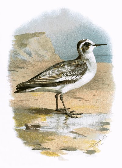 Szürke Phalarope alkotó: English School