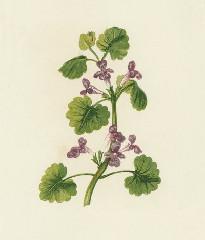 Ground Ivy, Glechoma Hederacea (színes litográfia) alkotó: English School
