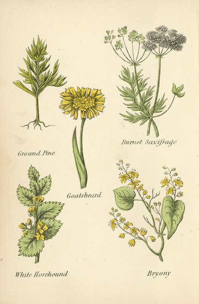 Őrölt fenyő, Burnet Saxifrage, Kecskeszakáll, Fehér Horehound, Bryony alkotó: English School
