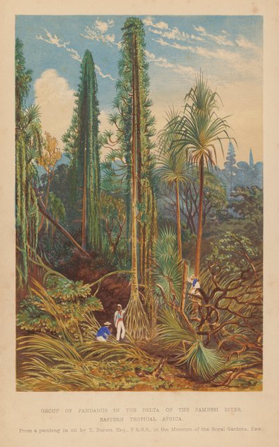 Pandanus csoport a Zambesi folyó deltájában, Kelet-Trópusi Afrika (színes litográfia) alkotó: English School