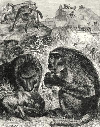 Chacmas csoport (metszet) alkotó: English School