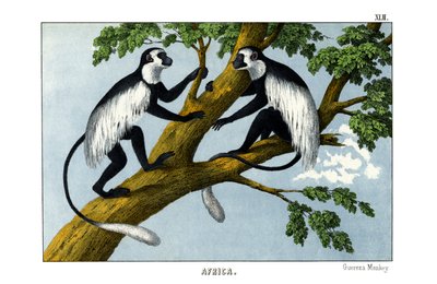 Monkey Guereza alkotó: English School
