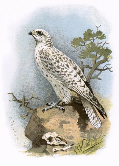 Gyr-Falcon alkotó: English School