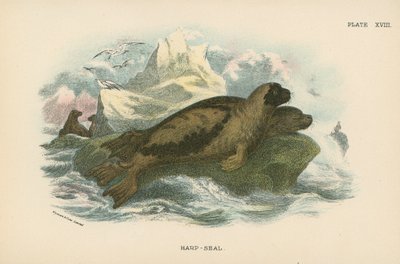 Harp-Seal alkotó: English School