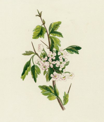 galagonya, Crataegus Oxyacantha alkotó: English School