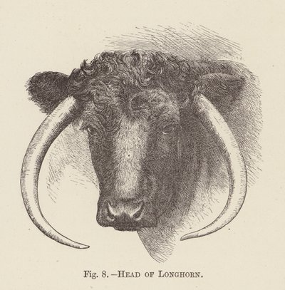 Longhorn feje (metszet) alkotó: English School