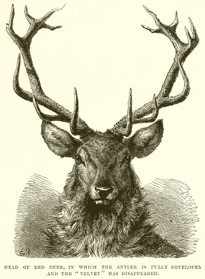A Red Deer feje, amelyben az agancs teljesen kifejlődött, a Velvet pedig eltűnt alkotó: English School