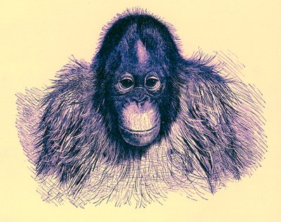 Orang feje, illusztráció a The Royal Natural History-ból, 1896-ban (digitálisan javított kép) alkotó: English School