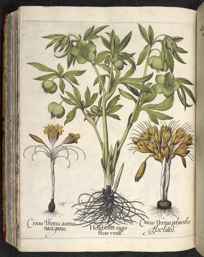 Helleborus Niger (fekete hunyor) a 
