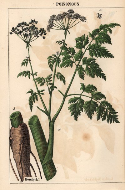Bürök vagy Conium maculatum   , a "The Instructive Picturebook, or Lessons from the Vegetable World", [Charlotte Mary Yonge], Edinburgh alkotó: English School