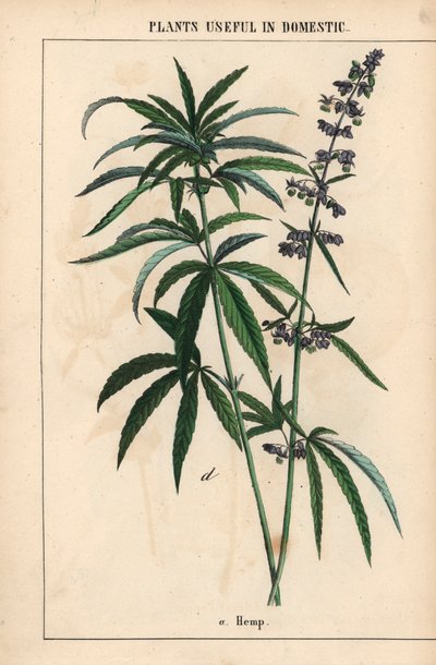 Kender kék virágokkal  , a "The Instructive Picturebook, or Lessons from the Vegetable World", [Charlotte Mary Yonge], Edinburgh alkotó: English School