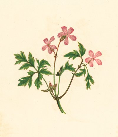 Herb Robert, vagy Poor Robin, Geranium Robertianum (színes litó) alkotó: English School