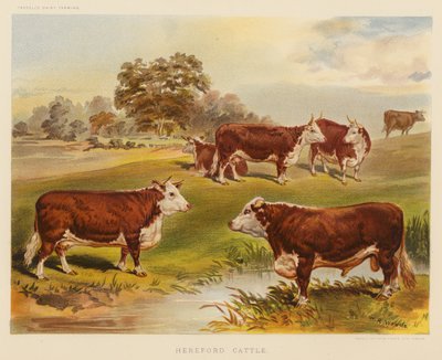 Hereford Rinder von English School