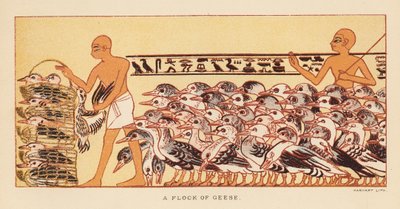 Hérodotosz: lúdraj (színes litográfia) alkotó: English School