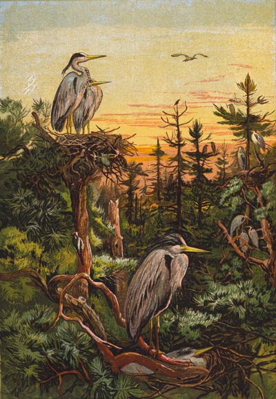 Herons (színes litográfia) alkotó: English School