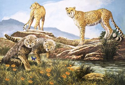 High-Speed Hunter, The Cheetah, illusztráció a Nature