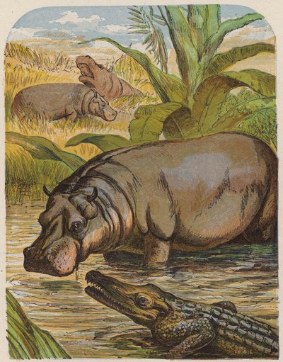Víziló és krokodil (színes litográfia) alkotó: English School