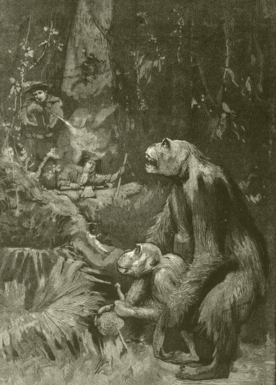 A gorilla otthona (metszet) alkotó: English School