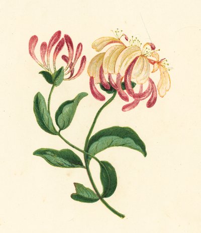Lonc, Lonicera Periclymenum (színes litográfia) alkotó: English School