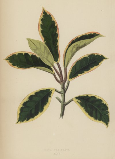 Hoya Variegata alkotó: English School