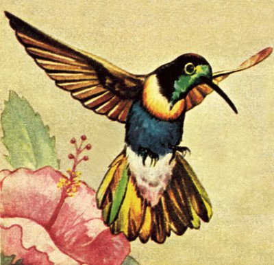 Kolibri alkotó: English School