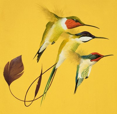 Kolibri madarak (gouache, papír) alkotó: English School