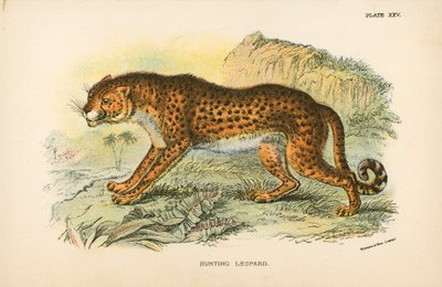 Leopárd vadászat alkotó: English School