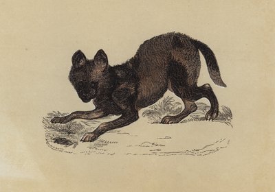 Hyaena Dog (színes litho) alkotó: English School