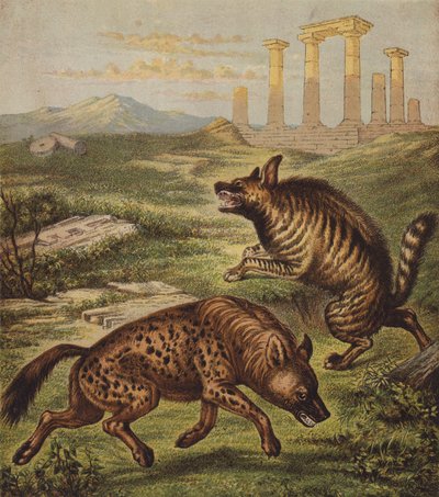 Hyena (színes litográfia) alkotó: English School