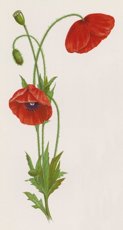 Illusztráció az Egy álom egy kerthez (színes litográfia) alkotó: English School