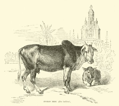 Indiai Zebu, Bos indicus alkotó: English School