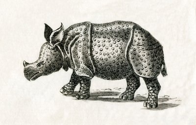 Indiai orrszarvú, vagy nagyobb egyszarvú orrszarvú, Rhinoceros unicornis, egy 18. századi nyomatból (metszet) alkotó: English School