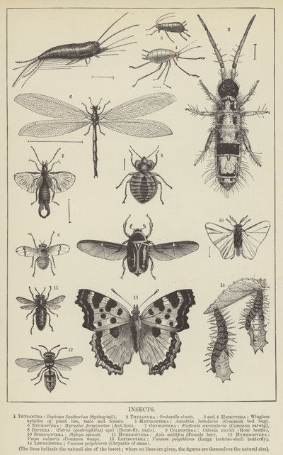 Rovarok (metszet) alkotó: English School