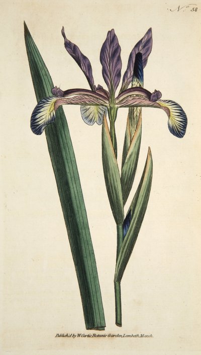 Iris Spuria (Spurious Iris), a The Botanical Magazine vagy a Flower Garden Megjelenítve, pub. 1790 (kézzel színezett metszet) alkotó: English School