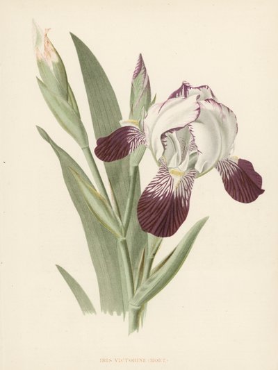 Iris Victorine (színes litó) alkotó: English School