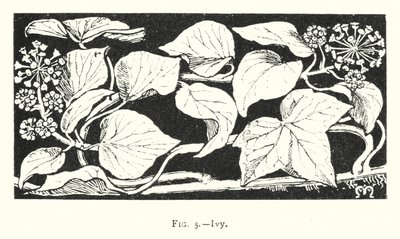 Ivy (metszet) alkotó: English School