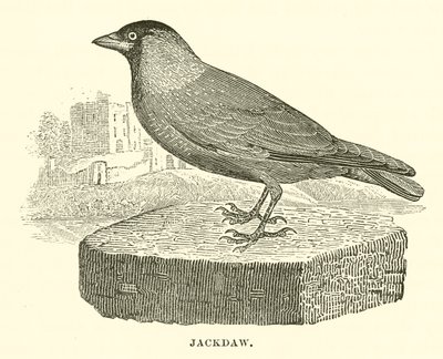 Dohle (Gravur) von English School