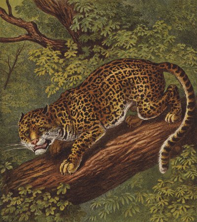 Jaguár (színes litó) alkotó: English School